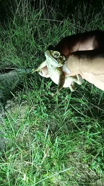 Hunting toad #virallife #rainfrog #animal #wildlife #viral #life #dailyvlog #shortsfeed