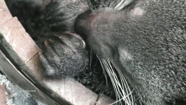 Cute Binturong Cleaning Himself