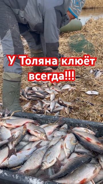 Шпроты в лодке не помешают Толяну наловить рыбу! #рыбалкасрафаилом #рыбалка #плотва #летняямормышка