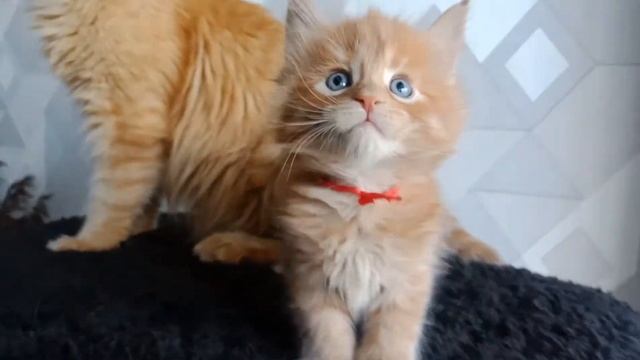 Нашим малышам 1 месяц!)