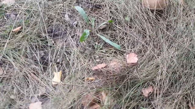 Гриби в Броварах 27.09.2018