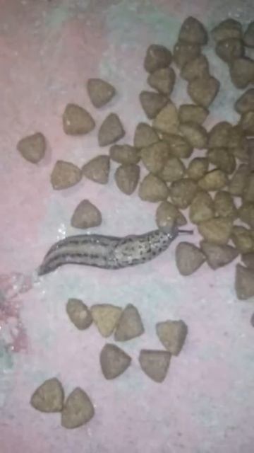 Leo the Leopard slug eating dog food