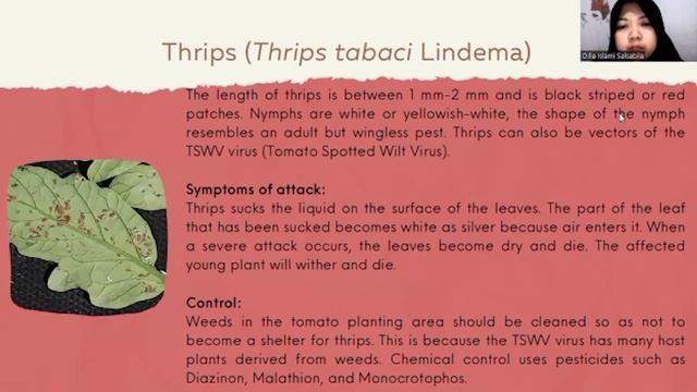 Group 4 Pests Control on Tomato Plant