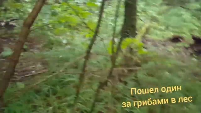 Сходил один в лес за грибами на разведку