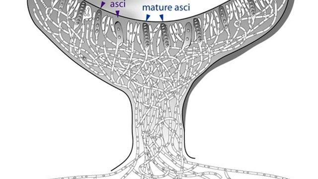 Ascocarp | Wikipedia audio article