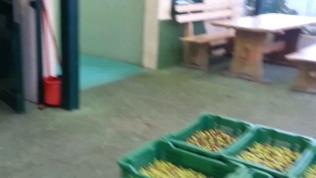 CROATIA blog - Olive Oil - How to make?