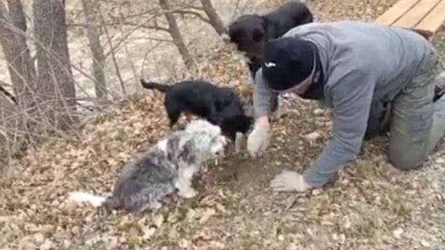 Les Pastras truffle hunt，Provence, France 14, Mar 2022