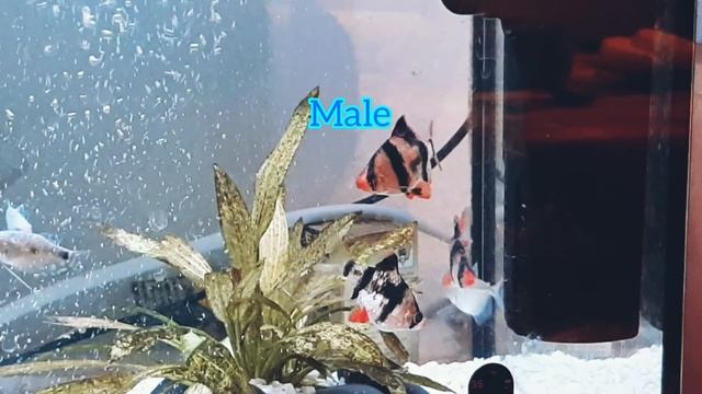 Tiger Barb Male And Female Difference / Tiger Barb Gender Identification / For Breeding