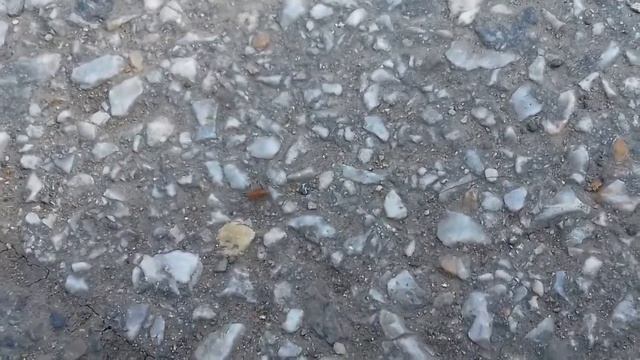 Bube Srbije-Ružina vaš (Macrosiphum rosae)