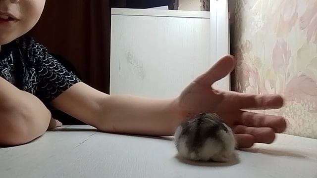 Хома накакал на стол