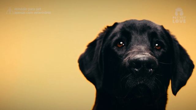 Cachorro Pode Tomar Floratil? (Probiótico)