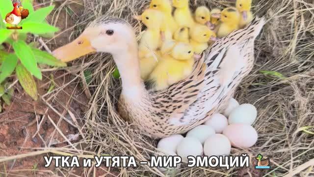 Утка и Утята – мир нежных эмоций 🦆🤗❣️часть (11)