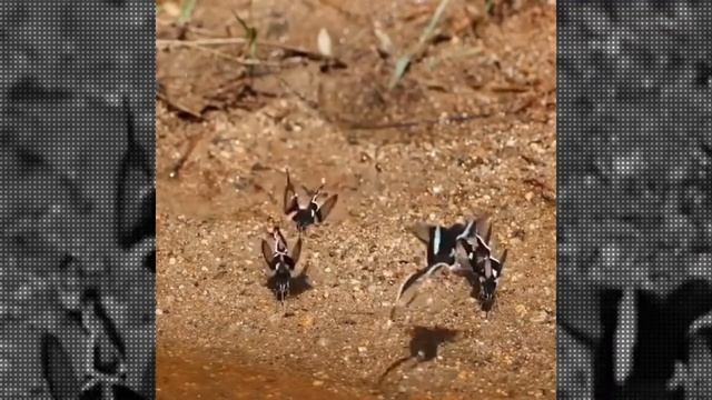 Лампроптера мегес или Бабочка Драконий хвост . Lamproptera meges or Dragon Tail Butterfly