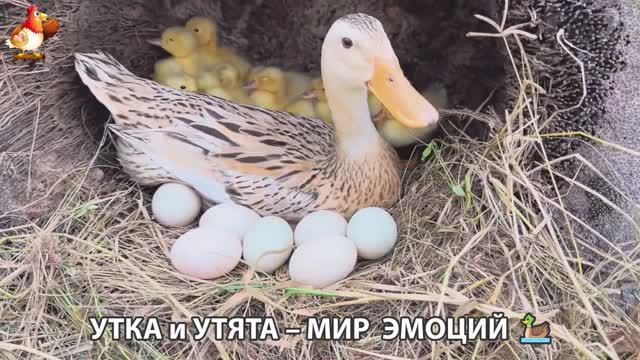 Утка и Утята – мир нежных эмоций 🦆🤗❣️часть (10)