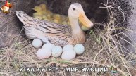 Утка и Утята – мир нежных эмоций 🦆🤗❣️часть (10)