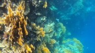 Royal Brayka-snorkeling Marsa Alam 2022