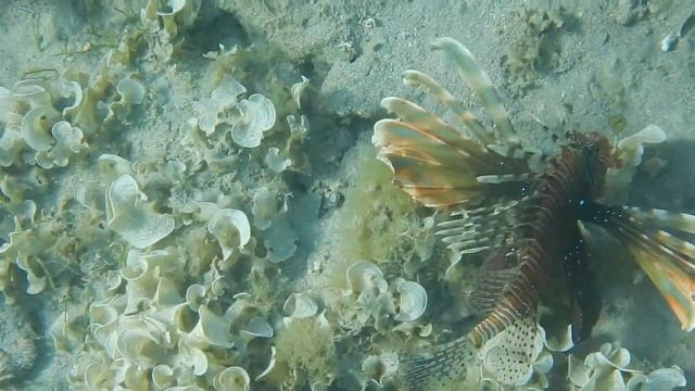 Joint hunting of lionfish! Iberotel Costa Mares! 2021