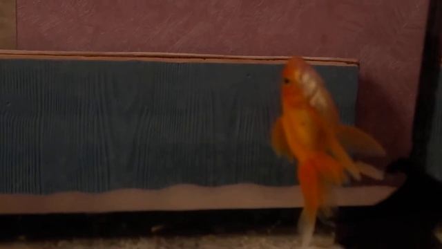 DSCF9651
