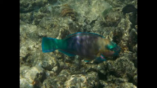 Snorkeling Marsa Alam 2014 Hilton Nubian