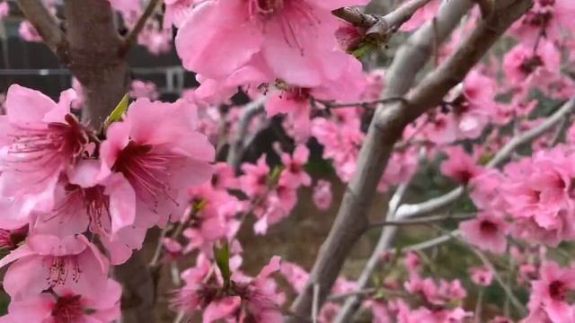 Donut Peach Full Bloom (Saturn Peach Flowers)