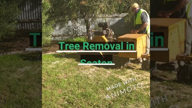 Tree Pruning and Stump Removals in Adelaide