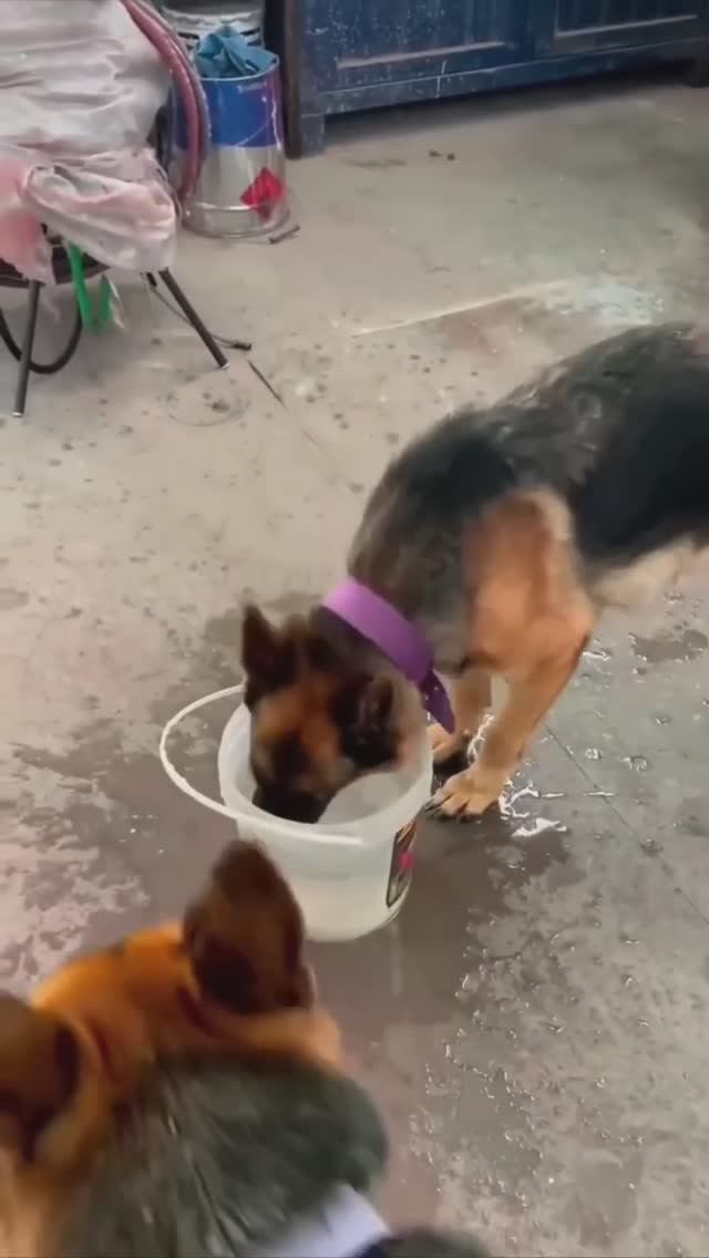 Собака пьет воду прикол