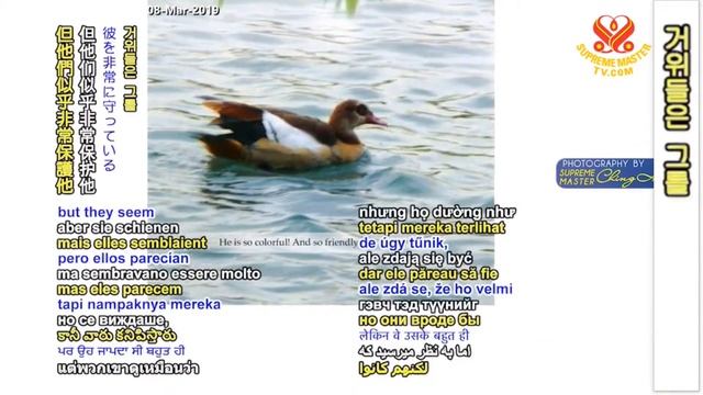 Animals Miraculous Abilities and Intelligence, Hsihu, Taiwan P1/2