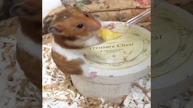Funny and Cute Hamster Compilation 🔴 - Funniest Hamsters Of All Time 2020