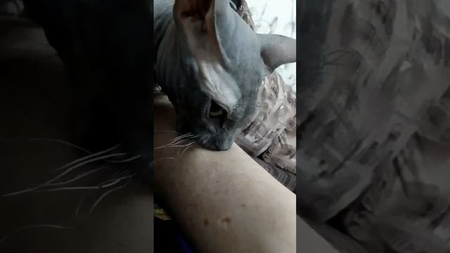 Мертвая хватка Ферхата/Ferhat's death grip ❤️ #animals #sphynx #cats