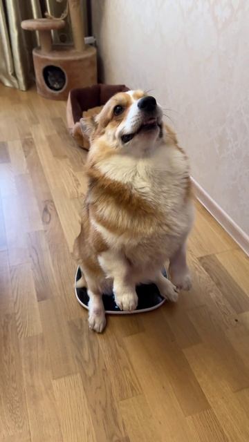 Спор на миллион  @kitfortshow #коржмарти #корги #кот #смешныеживотные #corgi #funnyanimals