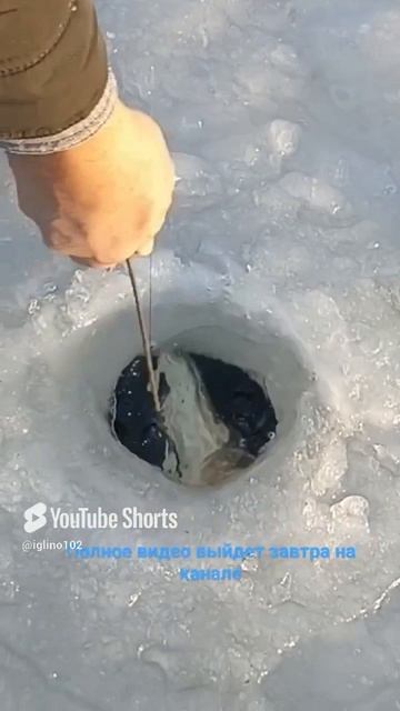 Вот так трофейной щукой открывал сезон Ахнаф абый.