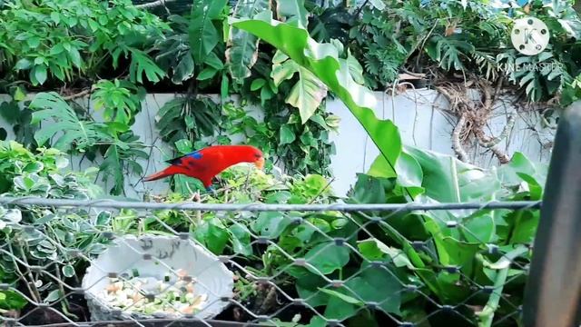 Green Planet Dubai | 4K | City Walk | GreenHouse | Exotic Birds |Artificial Rainforest &Thunderstor