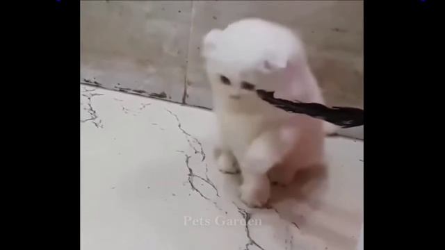 Animal Planet Compilation #54