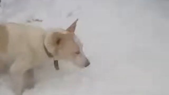 приют Марс