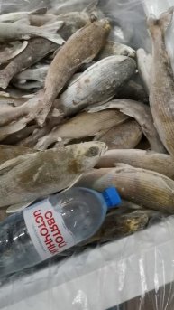 Свежемороженный хариус Алтая