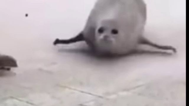 Тюлень😄