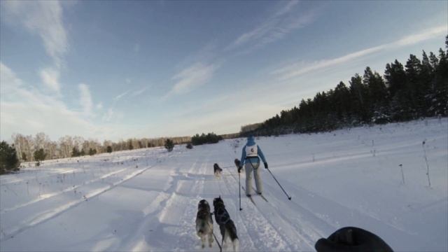 Stive Morgan and Siberian Huskies