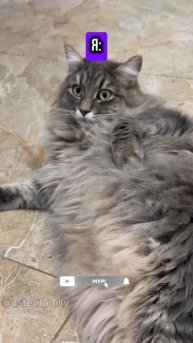 Напарник просит #кототерапия #кошечки#приколыкоты#котыприколы#astenfamily#котики