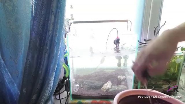 Запуск 30 литрового нано-кубика. Aquascape nano cube 30 L.