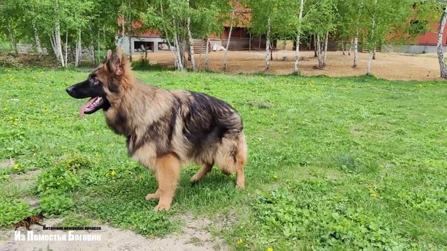 КОВБОЙ ИЗ ПОМЕСТЬЯ БОГОВИК (8,5 мес) зонарно-рыжий подросток д/ш немецкой овчарки