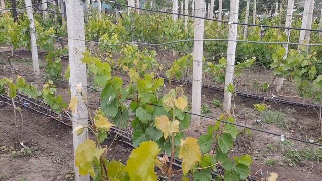 Виноград уже зацветает, с опережением в две недели