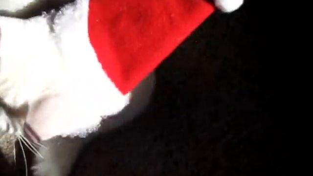 Jupiter is Santa Kitty! Merry Christmas!