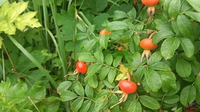 22 07 2023 Первый велопоход с ночевкой