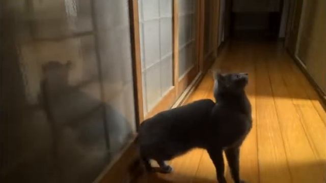 Смешной кот#Nyan cat#AnnaCat