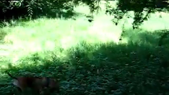 Pit Bull Video Pluton