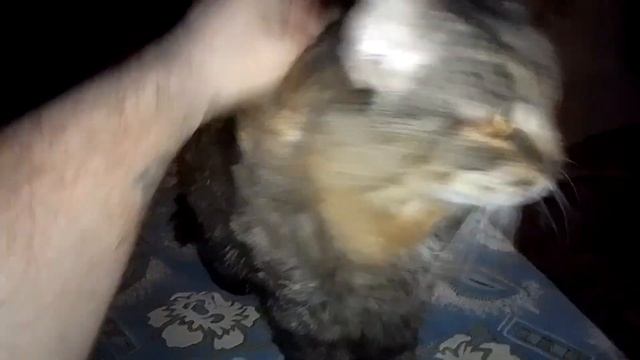 Кот Марс. Открыл дверь. Боевой клич и почесуньки.