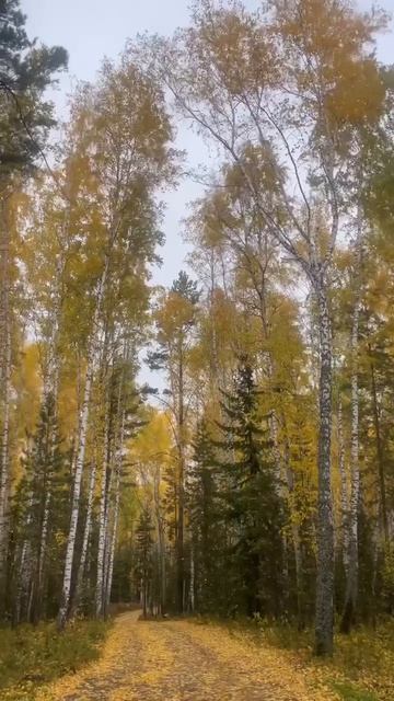 Золотая осень в лесу