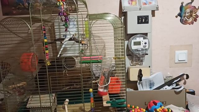 игрушки для попугая