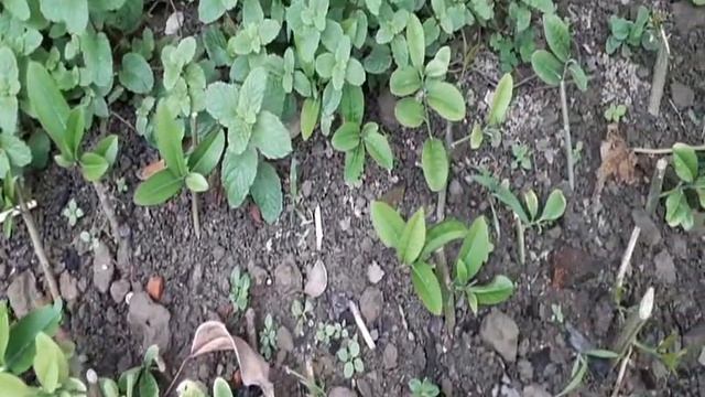 #NURANICOOKINGVLOG #sylhetyvlogs লেবু গাছের চারা part 2