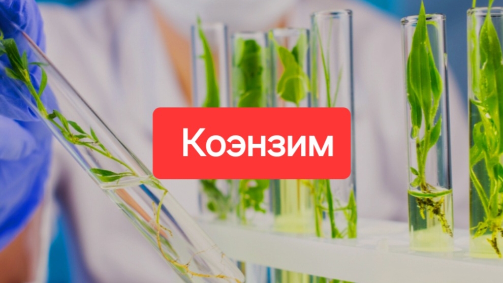 Q10 коэнзим